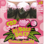 Bubbly Billy Buds 10 mg CBD Zuckerwatte-Lollis mit Kaugummi darin – Geschenkbox (5 Lollis), 12 Boxen im Karton