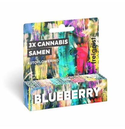 freigeist - Blueberry Autoflowering - Cannabis Samen (3 Stück)