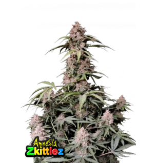 Fast Buds Fast Buds Hanfsamen Amnesia Zkittlez Auto