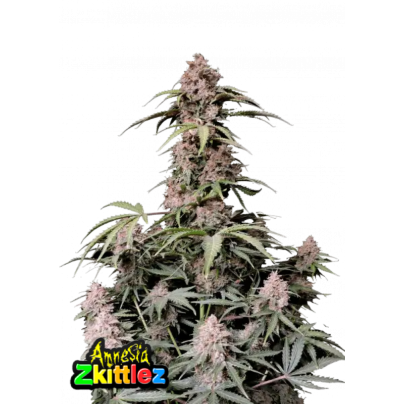 Fast Buds Hanfsamen Amnesia Zkittlez Auto