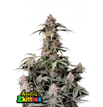 Fast Buds Fast Buds Hanfsamen Amnesia Zkittlez Auto