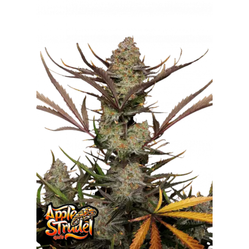 Fast Buds Hanfsamen Apple Strudel Auto