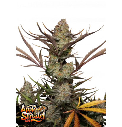 Fast Buds Fast Buds Hanfsamen Apple Strudel Auto