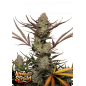 Fast Buds Hanfsamen Apple Strudel Auto