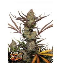 Fast Buds Fast Buds Hanfsamen Apple Strudel Auto