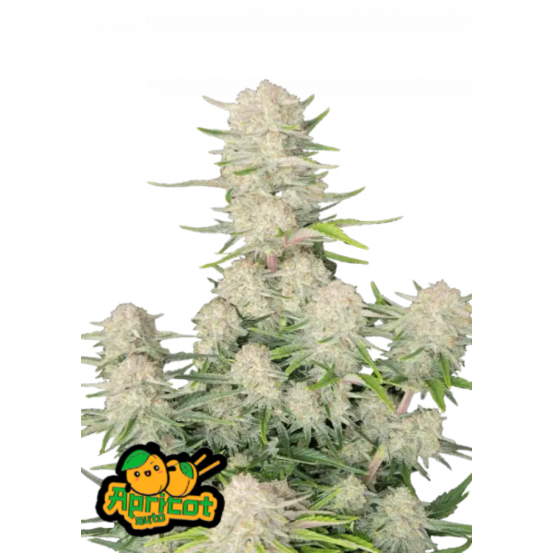 Fast Buds Hanfsamen Apricot Auto