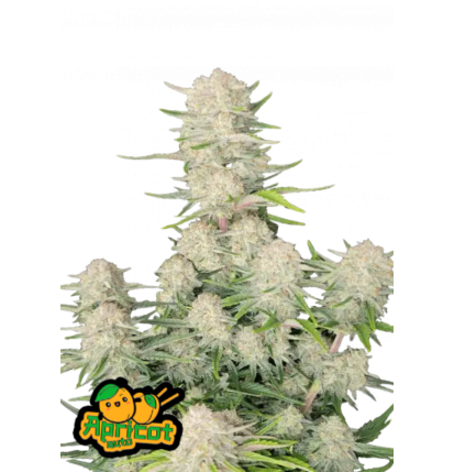 Fast Buds Fast Buds Hanfsamen Apricot Auto