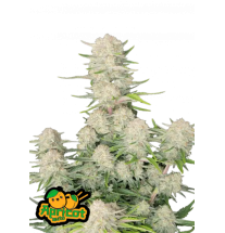 Fast Buds Fast Buds Hanfsamen Apricot Auto