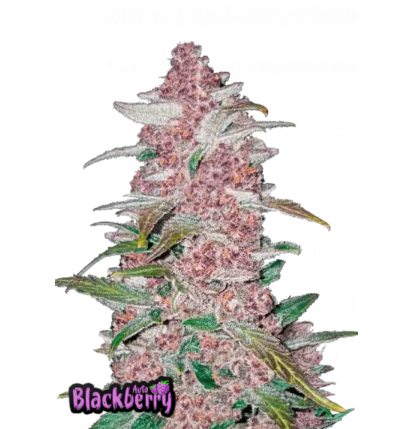 Fast Buds Fast Buds Hanfsamen Blackberry Auto