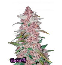 Fast Buds Fast Buds Hanfsamen Blackberry Auto