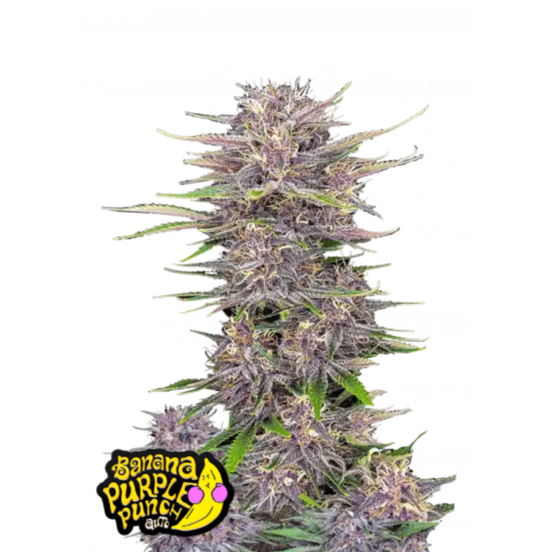 Fast Buds Hanfsamen Banana Purple Punch Auto