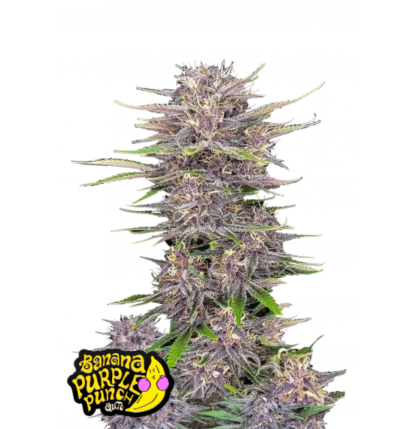 Fast Buds Fast Buds Hanfsamen Banana Purple Punch Auto