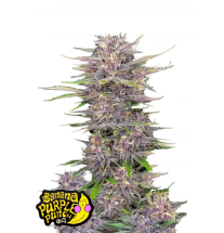 Fast Buds Fast Buds Hanfsamen Banana Purple Punch Auto