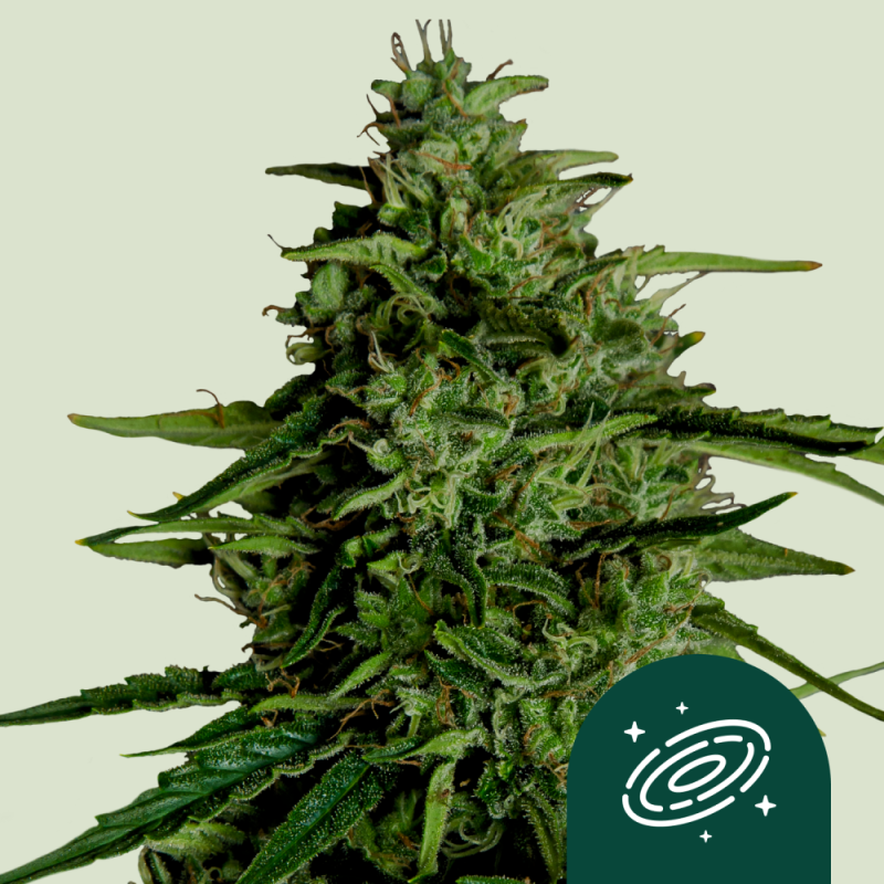 Royal Queen Seeds Hanfsamen Milky Way F1 Auto