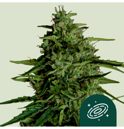 Royal Queen Seeds Hanfsamen Milky Way F1 Auto