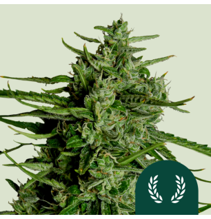 Royal Queen Seeds Royal Queen Seeds Hanfsamen Titan F1 Auto