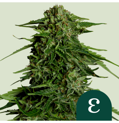 Royal Queen Seeds Hanfsamen Epsilon F1 Auto