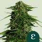 Royal Queen Seeds Hanfsamen Epsilon F1 Auto