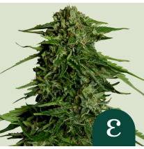 Royal Queen Seeds Royal Queen Seeds Hanfsamen Epsilon F1 Auto