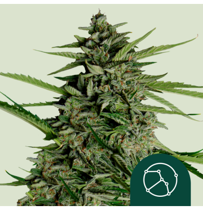 Royal Queen Seeds Royal Queen Seeds Hanfsamen Orion F1 Auto