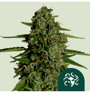 Royal Queen Seeds Royal Queen Seeds Hanfsamen Medusa F1 Auto