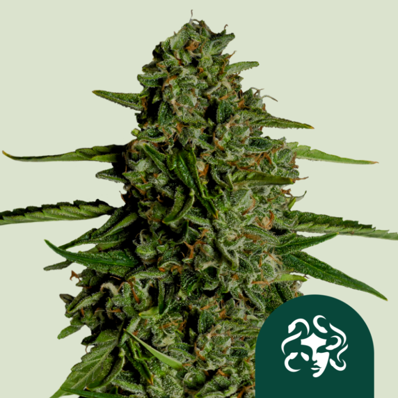 Royal Queen Seeds Hanfsamen Medusa F1 Auto