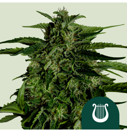 Royal Queen Seeds Royal Queen Seeds Hanfsamen Apollo F1 Auto