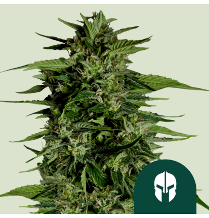 Royal Queen Seeds Hanfsamen Hyperion F1 Auto