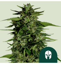 Royal Queen Seeds Royal Queen Seeds Hanfsamen Hyperion F1 Auto