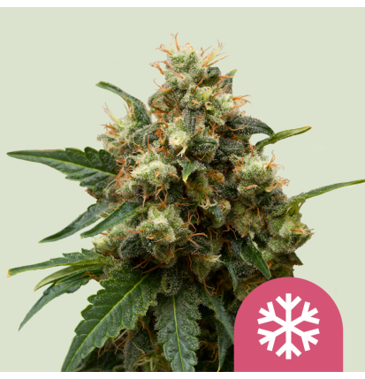 Royal Queen Seeds Royal Queen Seeds Hanfsamen Ice Feminisiert