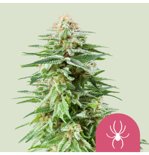 Royal Queen Seeds Royal Queen Seeds Hanfsamen White Widow Feminisiert