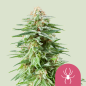 Royal Queen Seeds Hanfsamen White Widow Feminisiert