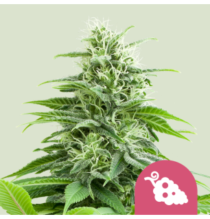 Royal Queen Seeds Royal Queen Seeds Hanfsamen Fruit Spirit Feminisiert