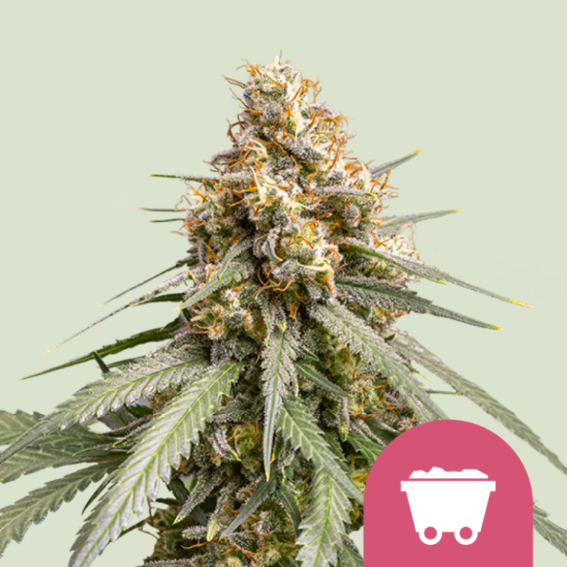 Royal Queen Seeds Hanfsamen Shining Silver Haze Feminisiert