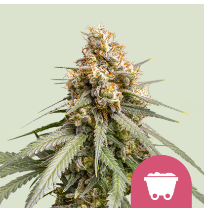 Royal Queen Seeds Hanfsamen Shining Silver Haze Feminisiert