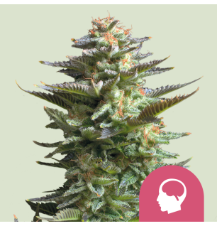 Royal Queen Seeds Royal Queen Seeds Hanfsamen Amnesia Haze Feminisiert