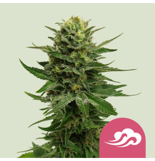 Royal Queen Seeds Royal Queen Seeds Hanfsamen Blue Mystic Feminisiert