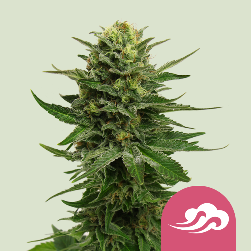 Royal Queen Seeds Hanfsamen Blue Mystic Feminisiert