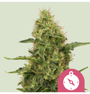 Royal Queen Seeds Royal Queen Seeds Hanfsamen Northern Light Feminisie