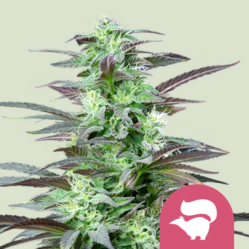 Royal Queen Seeds Hanfsamen Skunk XL Feminisiert