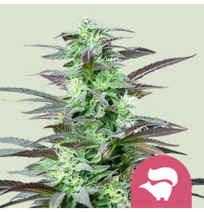 Royal Queen Seeds Royal Queen Seeds Hanfsamen Skunk XL Feminisiert