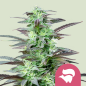 Royal Queen Seeds Hanfsamen Skunk XL Feminisiert