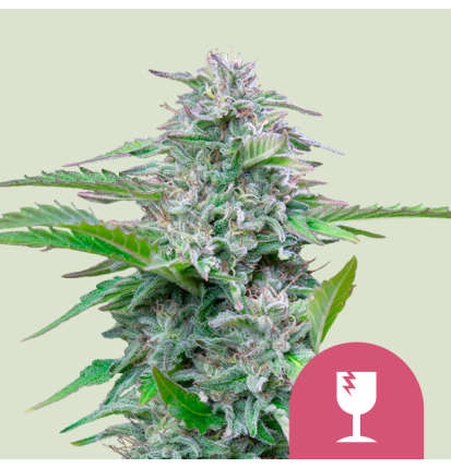 Royal Queen Seeds Royal Queen Seeds Hanfsamen Critical Feminisiert