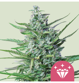 Royal Queen Seeds Royal Queen Seeds Hanfsamen Special Kush 1 Feminisie