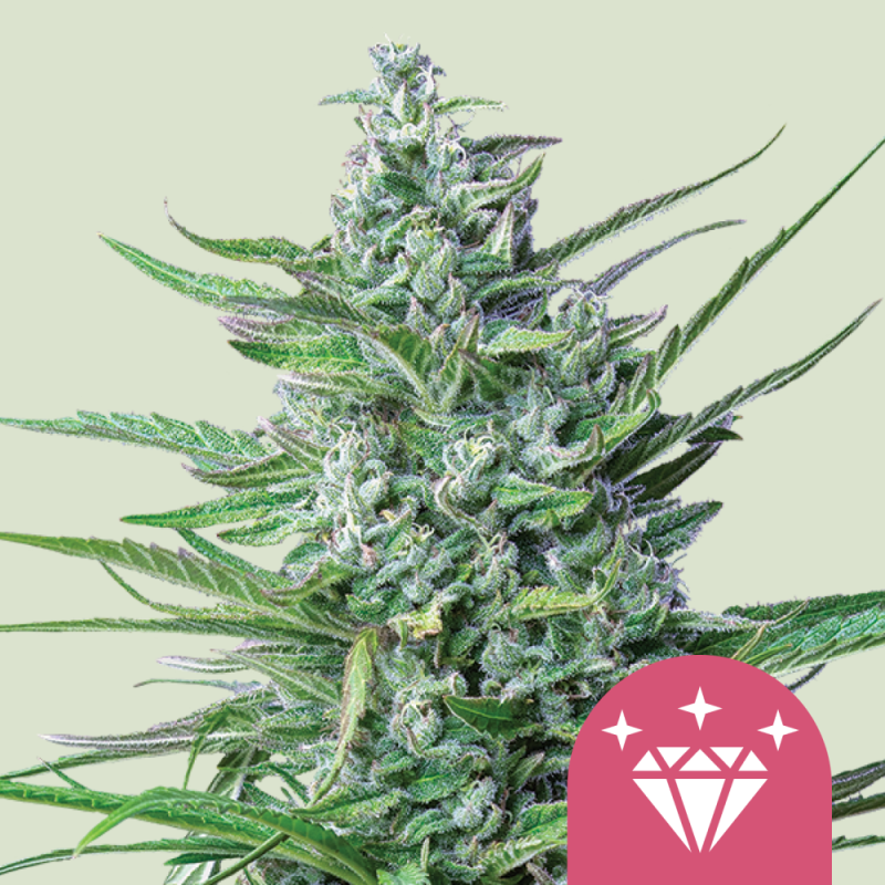 Royal Queen Seeds Hanfsamen Special Kush 1 Feminisiert