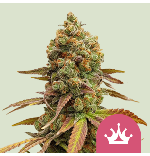 Royal Queen Seeds Royal Queen Seeds Hanfsamen Special Queen 1 Feminisi