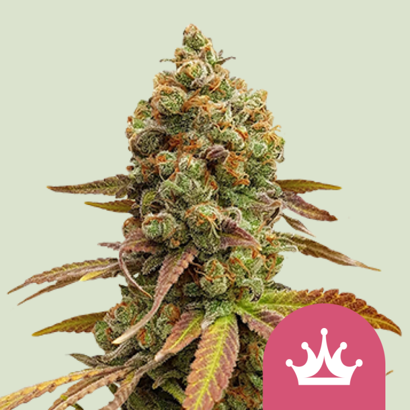 Royal Queen Seeds Hanfsamen Special Queen 1 Feminisiert