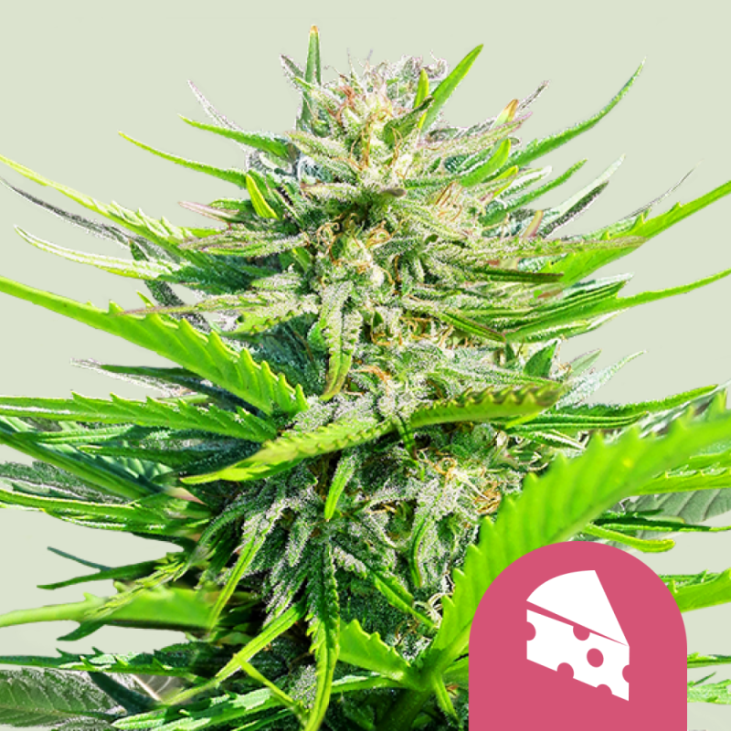 Royal Queen Seeds Hanfsamen Royal Cheese - Fast Feminisiert