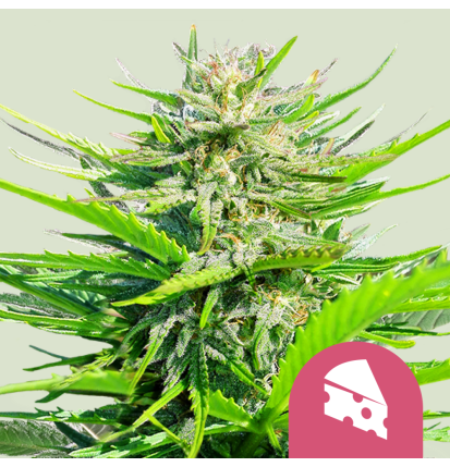 Royal Queen Seeds Hanfsamen Royal Cheese - Fast Feminisiert