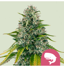 Royal Queen Seeds Royal Queen Seeds Hanfsamen Royal Moby Feminisiert